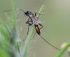 Cryptinae inconnu